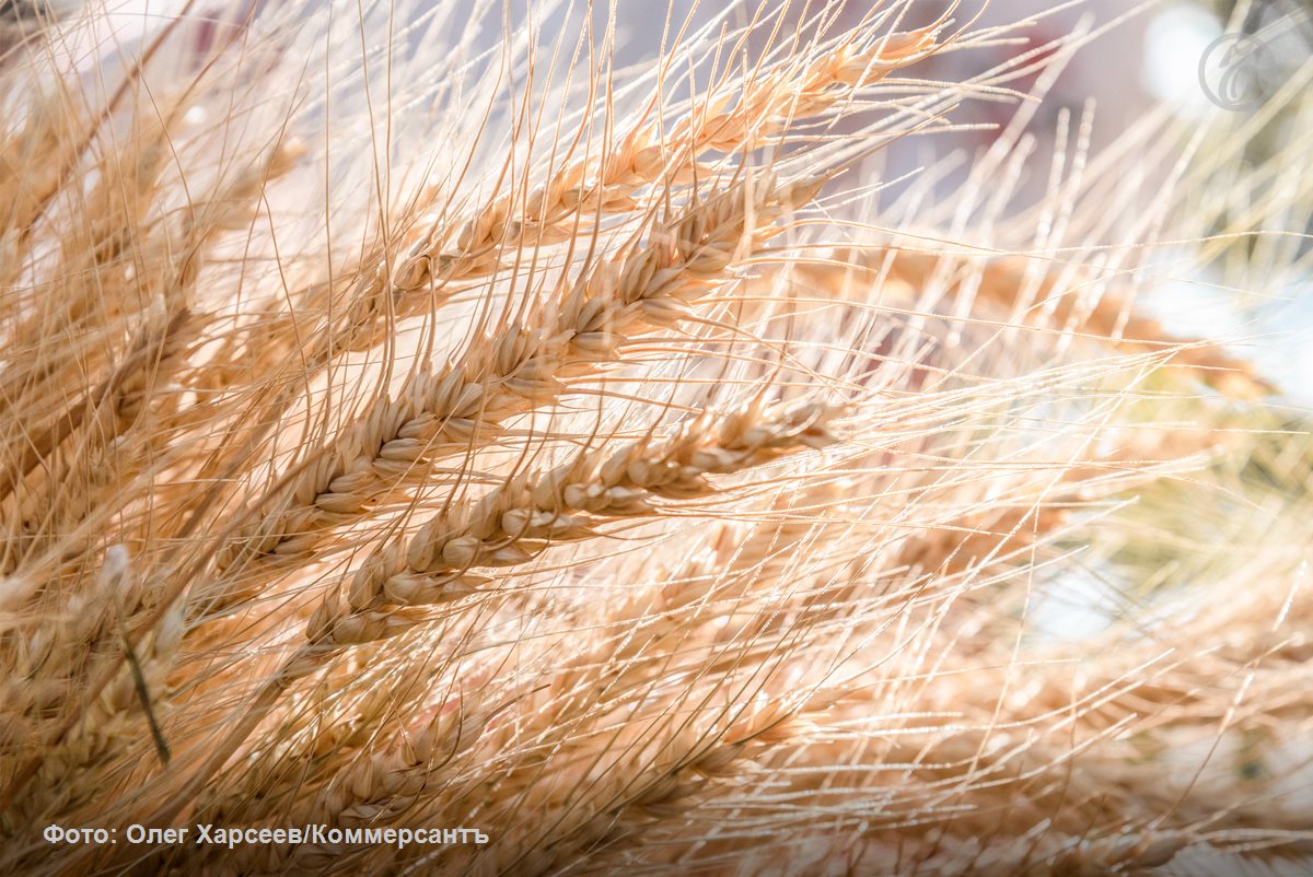 Воронежский минсельхоз: агроэкспорт региона сохранил рекордную динамику