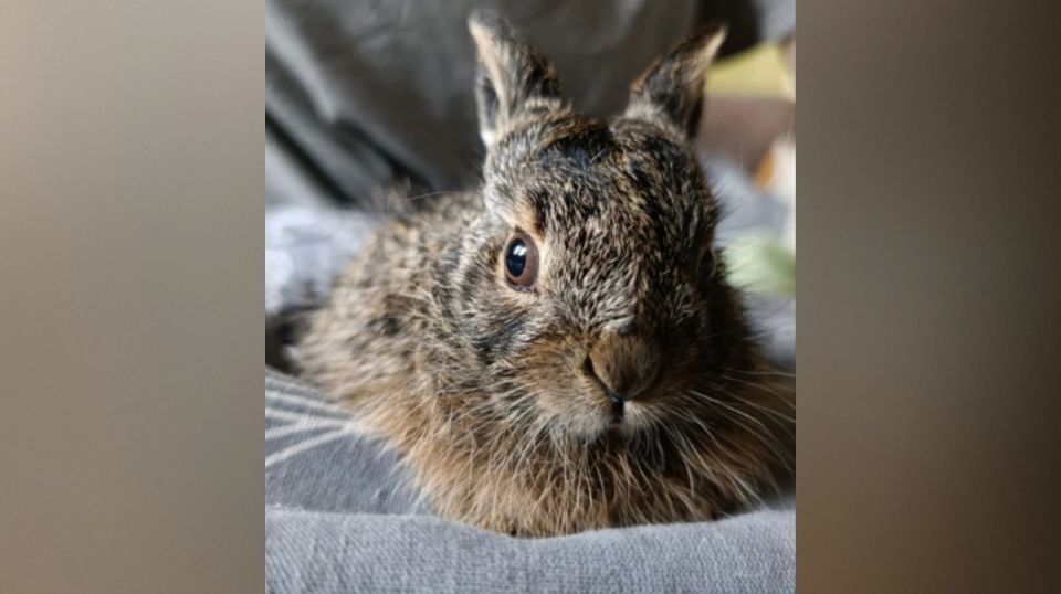 ����������� ��������� �������� ��� ���� ������