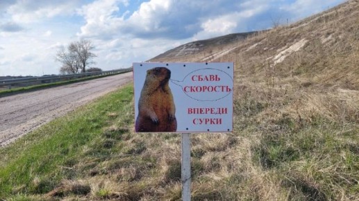 Воронежских водителей предупредили о байбаках на дорогах