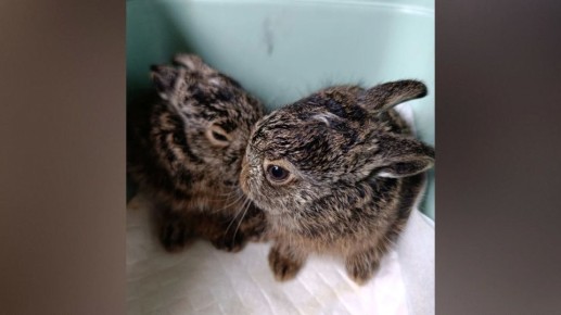 ����������� ��������� ������ ��� ���� ������