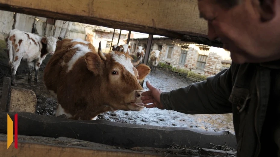 Троянский скот: как Воронежскую область защитили от пастереллеза