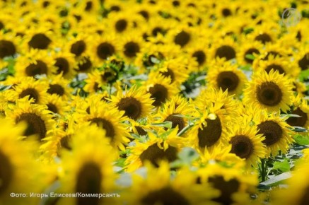 Воронежская структура ГК «Благо» потребовала свыше 100 млн с тульской «Искры»