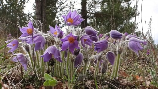 ������������� ���-����� ������� � �������� �����������