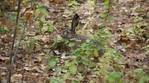 Воронежцам рассказали, что делать, если они обнаружили зайчонка в парке или лесу