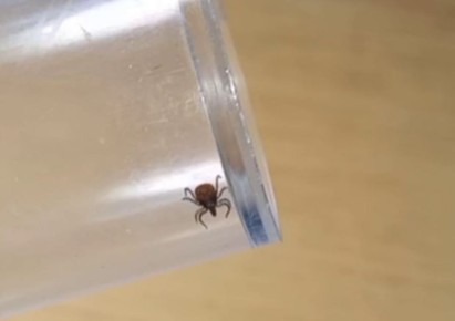 ���� ������ ����� �������: ������ �������� ����������� � �������� ������