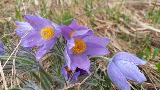 � ����������� ������� ��� �������� ������ ������� ������ ����������