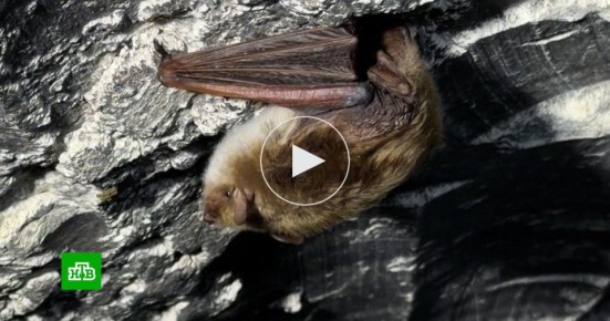 ����������� ������� �������� ������������ ������� ������� �����