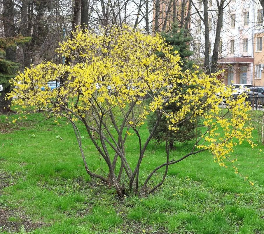 � ������ "�������" ������ ��������