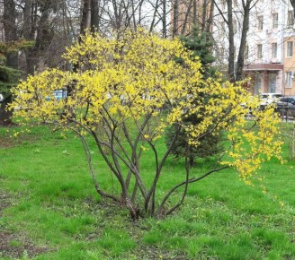 � ������ "�������" ������ ��������