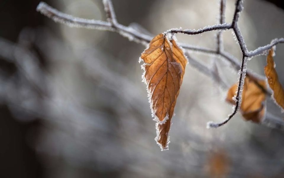 � ������ ���� ������� ������ � ����������� ������� ��������� ���������