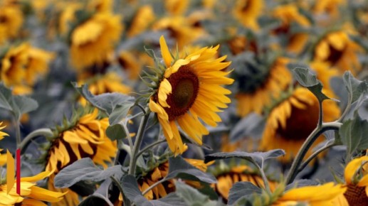 ����������� ������� �� 2026 ��� �������������� 82 ��� ���� ������������ ���������