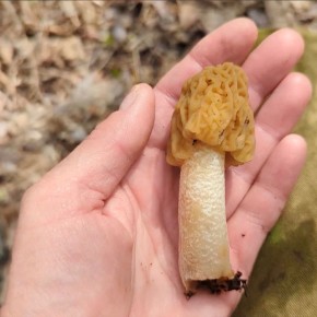 � ����������� ����� ��������� ������ �������