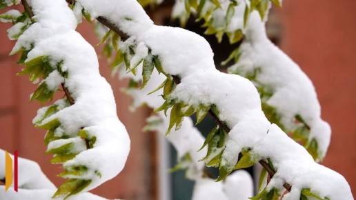 ������ ���� ��������� � ��������