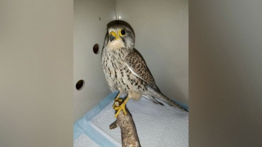 � �������� ��� ������ ��������� � ������ � ����������