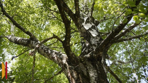 � �������� ���������� ����� ������� 20 ��������