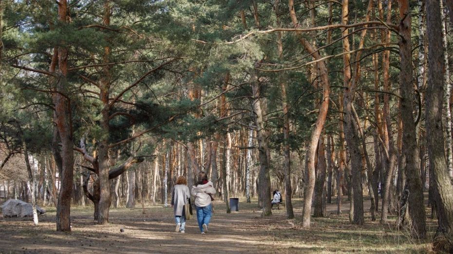 В воронежском парке «Танаис» проведут обработку территорий от клещей 30 апреля и 1 мая