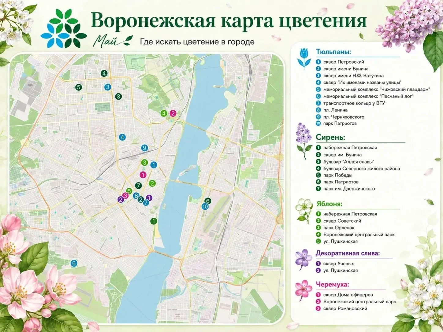 В Воронеже начался сезон цветения сирени!