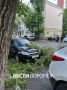 Упавшая ветка дерева разбила два авто у «Орлёнка»