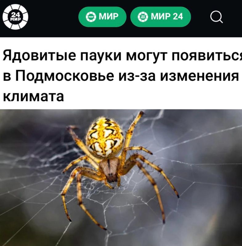 «Ядовитые пауки могут появиться в Подмосковье из-за изменения климата»: Ядовитые каракурты скоро дойдут до московского региона