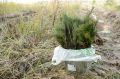 В Воронеже появится «Аллея регионального отделения АсНОбр»