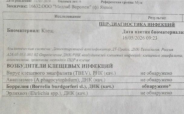 В Ямном мальчика укусил клещ, зараженный боррелиозом