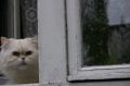 В двух селах в Хохольском районе отменили карантин по бешенству