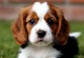 Щенки Cavalier King Charles Spaniel стали главной приманкой мошенников в Воронежской области