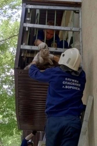 В Воронеже спасатели вызволили кошку, которая забралась под пол на балконе