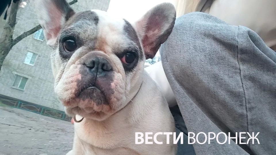 Оставленный у гаражей на Машмете французский бульдог обрёл семью