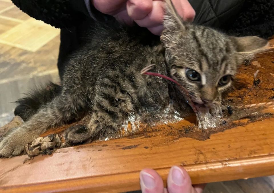 Воронежцы спасли котёнка из клеевой ловушки