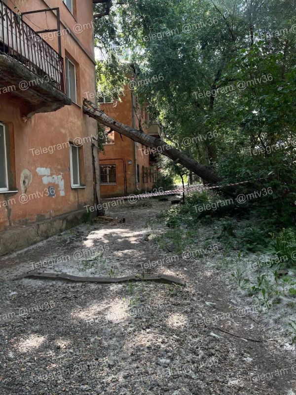 На улице Торпедо сухое дерево упало на жилой дом