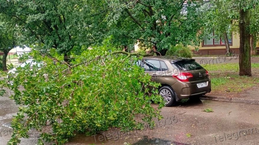Ветка рухнула на авто у остановки «17 квартал СЖР» в Северном