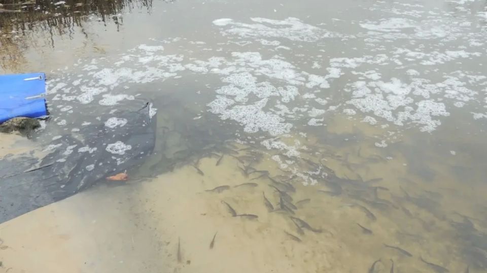 В три воронежские реки выпустят 220 тыс мальков толстолобика