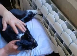 В Воронеже на длинных выходных специалисты спасли собаку и трех кошек