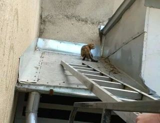 Домашняя кошка выпала из окна многоэтажки в Воронеже: её вызволяли спасатели