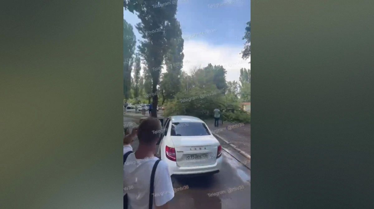 Во дворе дома на улице Хользунова в Воронеже дерево рухнуло на 2 машины