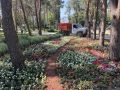 Сотрудники зеленого хозяйства продолжают ухаживать за растениями