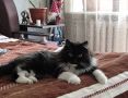 Сбежавшого из машины кота Тяпу нашли под Воронежем