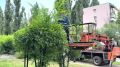 Продолжаем комплексно ухаживать за зелеными насаждениями