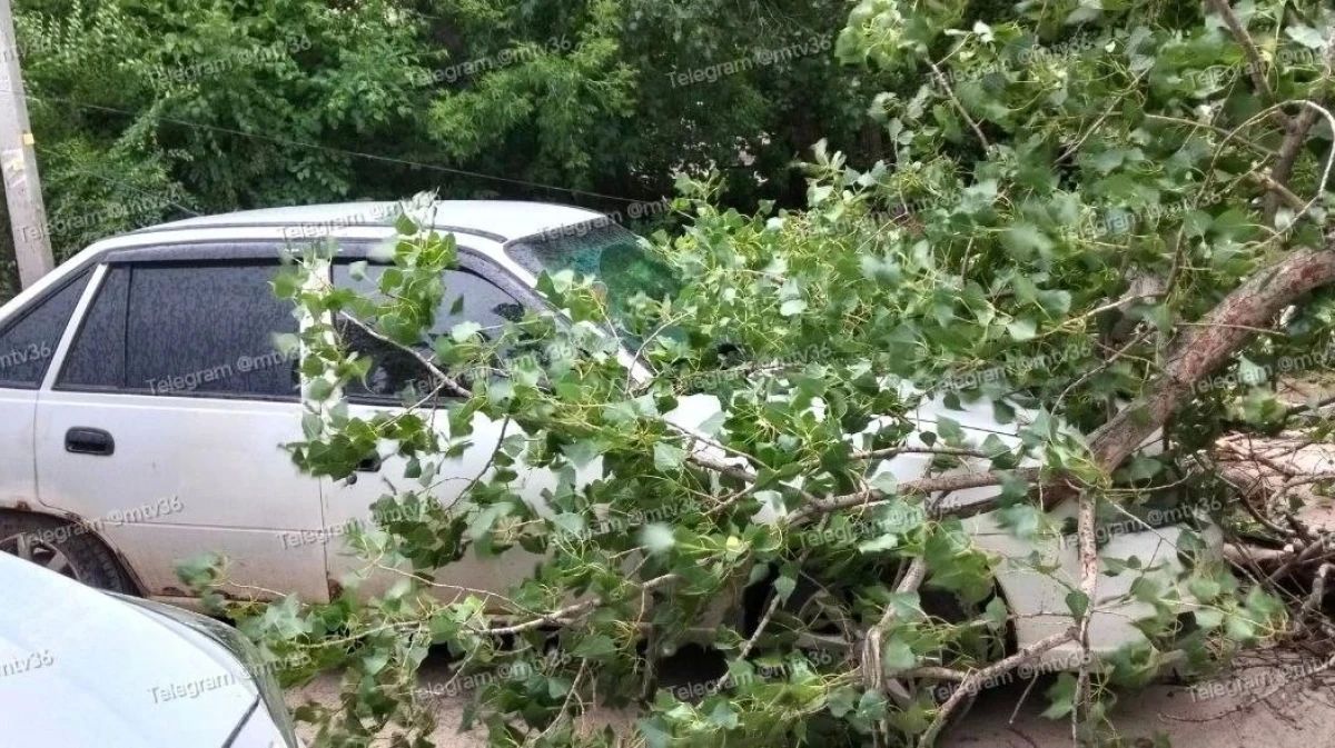 В Воронеже на улице Цимлянской упавшее дерево повредило автомобиль и перегородило проезд