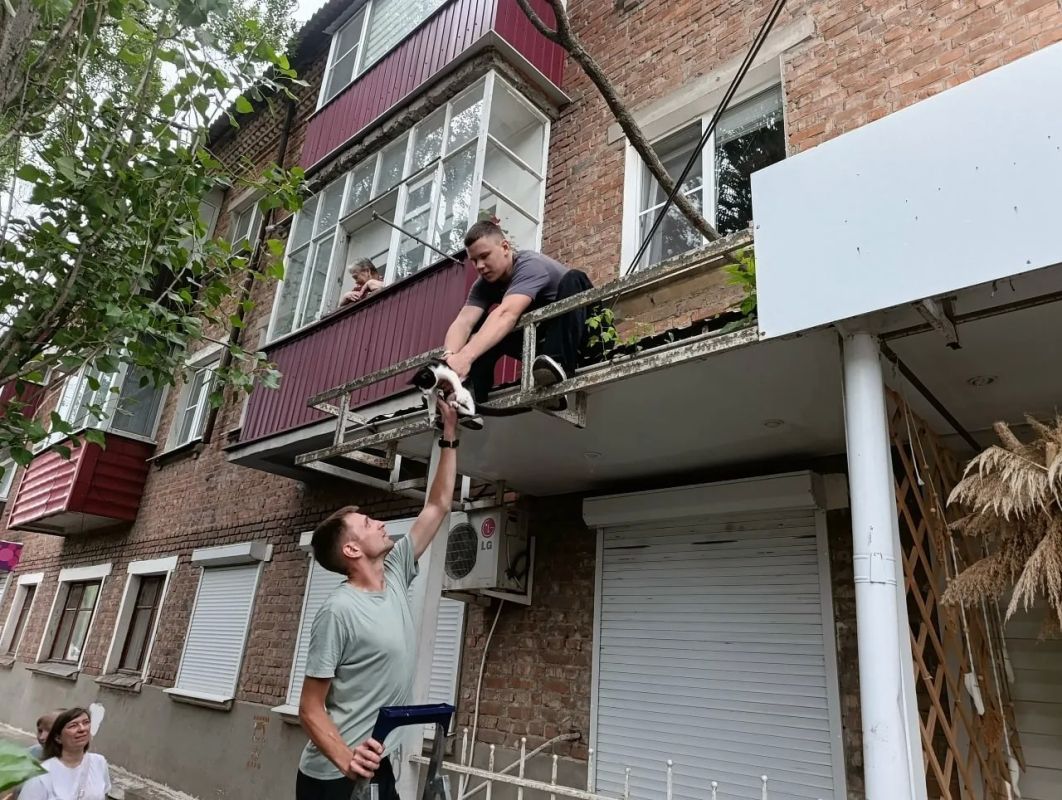 Двое парней спасли застрявшего на дереве кота в Борисоглебске