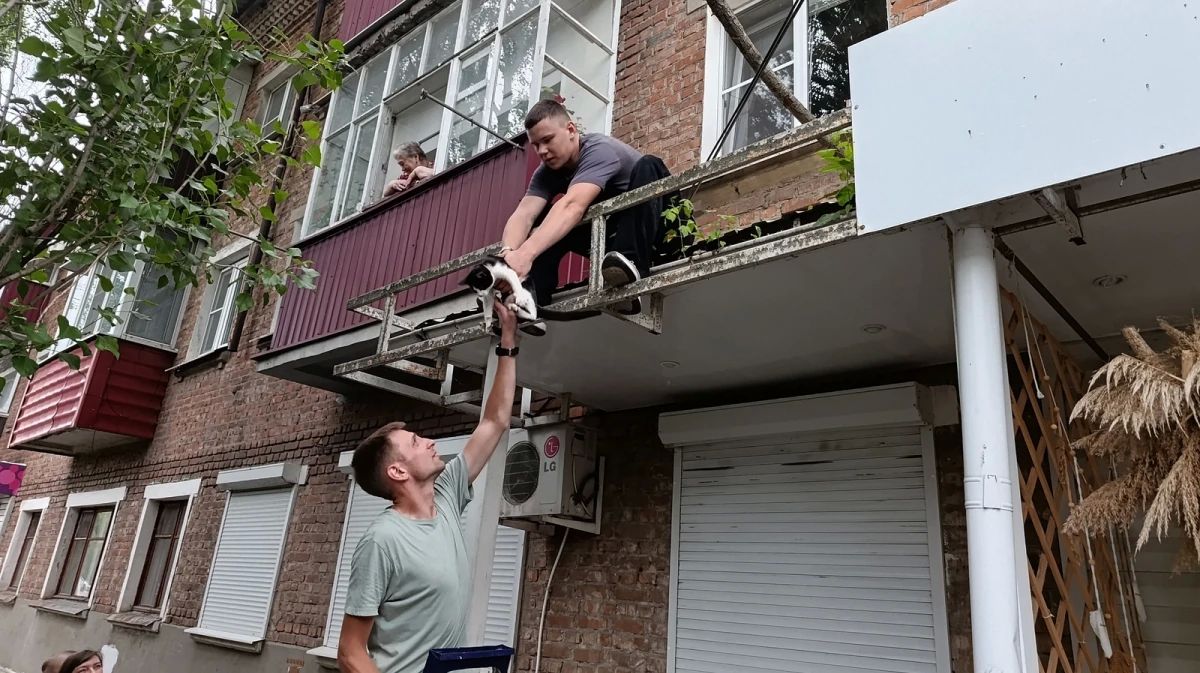 Воронежцы спасли кота, который всю ночь просидел на высоком дереве