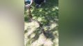 В воронежском парке «Дельфин» заметили огромную змею