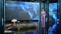 Белые, подосиновики, подберёзовики, лисички – воронежские леса буквально усыпаны грибами