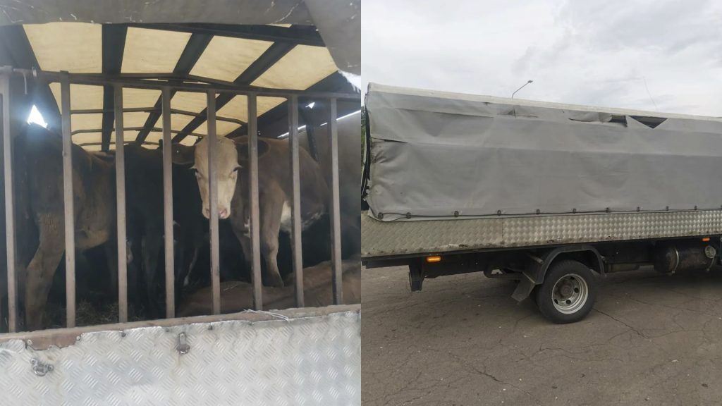 В Воронежской области задержали еще 17 телят без документов