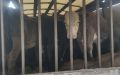 В Воронежской области задержали очередную партию скота без документов