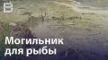 Масловский пруд, что рядом с улицей горняков превратился в канализацию
