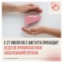 Печень работает непрерывно, выполняя более 500 функций по очистке крови и обмену веществ