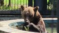 Воронежский зоопарк поделился летними кадрами своих косолапых