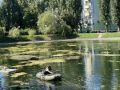 После очистки пруда краснокнижные кувшинки распускаются в сквере Воронежа «У озера»